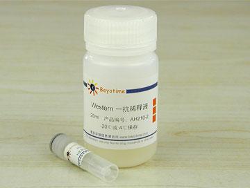 HER2/ErbB2抗体(兔多抗)